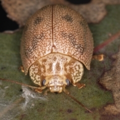 Paropsis atomaria at Hall, ACT - 28 Aug 2024