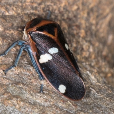 Eurymela fenestrata (Gum tree leafhopper) at Hall, ACT - 28 Aug 2024 by kasiaaus