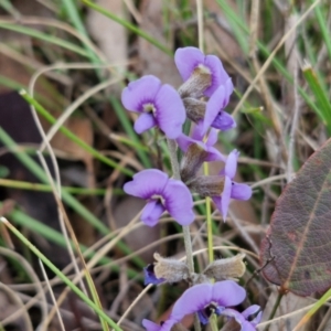 Hovea heterophylla at Collector, NSW - 28 Aug 2024