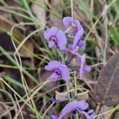 Hovea heterophylla (Common Hovea) at Collector, NSW - 28 Aug 2024 by trevorpreston