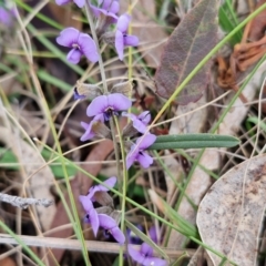 Hovea heterophylla at Collector, NSW - 28 Aug 2024 04:00 PM