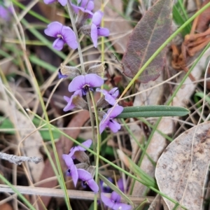 Hovea heterophylla at Collector, NSW - 28 Aug 2024