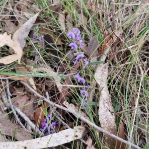 Hovea heterophylla at Collector, NSW - 28 Aug 2024