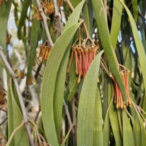 Amyema miquelii at Collector, NSW - 28 Aug 2024