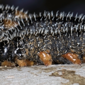 Perga sp. (genus) at Hall, ACT - 28 Aug 2024