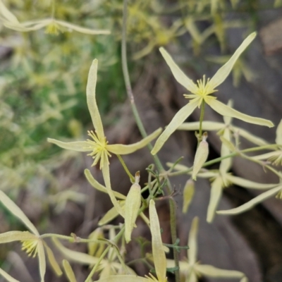 Clematis leptophylla (Small-leaf Clematis, Old Man's Beard) at Collector, NSW - 28 Aug 2024 by trevorpreston