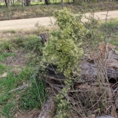 Clematis leptophylla at Collector, NSW - 28 Aug 2024