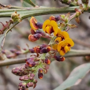 Daviesia latifolia at Collector, NSW - 28 Aug 2024 04:33 PM