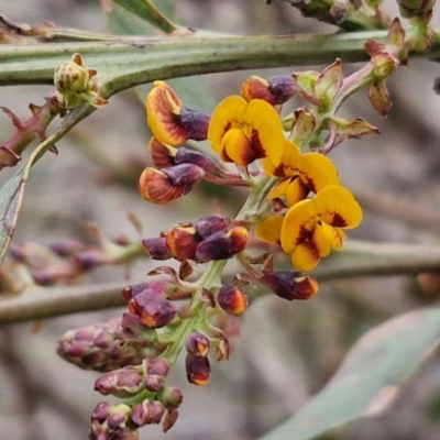 Daviesia latifolia (Hop Bitter-Pea) at Collector, NSW - 28 Aug 2024 by trevorpreston