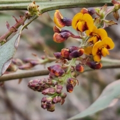 Daviesia latifolia at Collector, NSW - 28 Aug 2024 04:33 PM