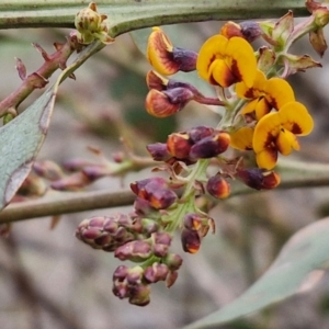 Daviesia latifolia at Collector, NSW - 28 Aug 2024 04:33 PM