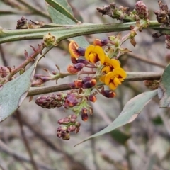 Daviesia latifolia at Collector, NSW - 28 Aug 2024 04:33 PM