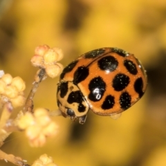 Harmonia conformis (Common Spotted Ladybird) at Hall, ACT - 28 Aug 2024 by kasiaaus