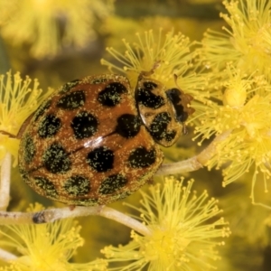 Harmonia conformis at Hall, ACT - 28 Aug 2024