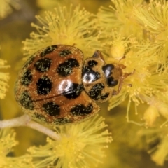 Harmonia conformis at Hall, ACT - 28 Aug 2024