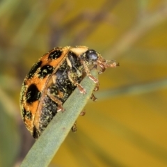 Harmonia conformis at Hall, ACT - 28 Aug 2024