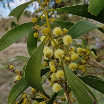 Acacia melanoxylon (Blackwood) at Collector, NSW - 28 Aug 2024 by trevorpreston