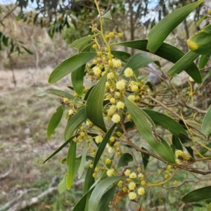 Acacia melanoxylon at Collector, NSW - 28 Aug 2024 04:32 PM