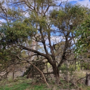 Acacia melanoxylon at Collector, NSW - 28 Aug 2024 04:32 PM