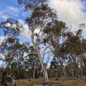 Eucalyptus pauciflora subsp. pauciflora at Collector, NSW - 28 Aug 2024