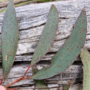 Eucalyptus pauciflora subsp. pauciflora at Collector, NSW - 28 Aug 2024