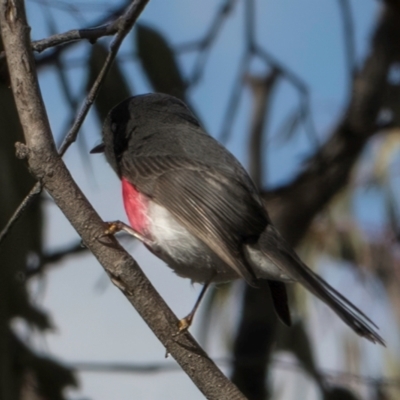 Petroica rosea (Rose Robin) at Hall, ACT - 28 Aug 2024 by kasiaaus