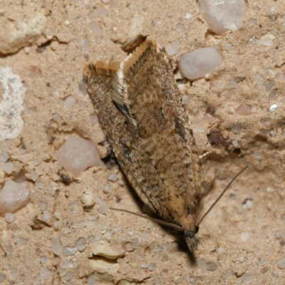 Isochorista pumicosa (A Tortricid moth) at Harrison, ACT - 25 Aug 2024 by DPRees125