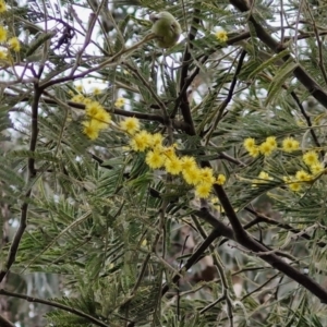 Acacia dealbata subsp. dealbata at Collector, NSW - 28 Aug 2024 04:03 PM