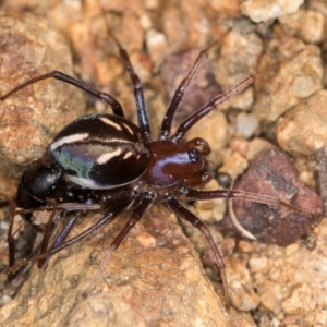 Habronestes bradleyi at Hall, ACT - 28 Aug 2024