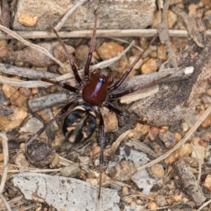 Habronestes bradleyi at Hall, ACT - 28 Aug 2024