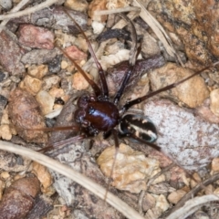 Habronestes bradleyi at Hall, ACT - 28 Aug 2024