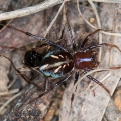 Habronestes bradleyi at Hall, ACT - 28 Aug 2024