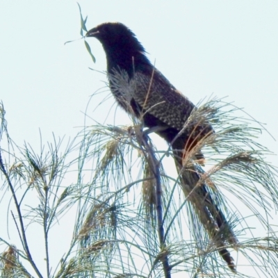 Centropus phasianinus (Pheasant Coucal) at Main Beach, QLD - 20 Dec 2021 by KMcCue