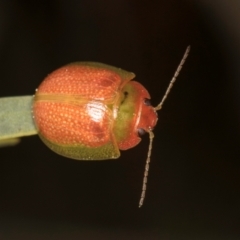 Paropsisterna simsoni (A leaf beetle) at Hall, ACT - 28 Aug 2024 by kasiaaus