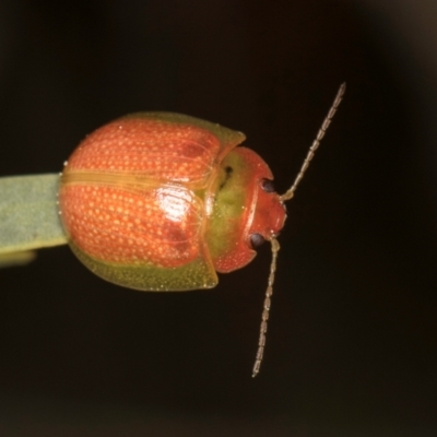 Paropsisterna simsoni (A leaf beetle) at Hall Horse Paddocks - 28 Aug 2024 by kasiaaus