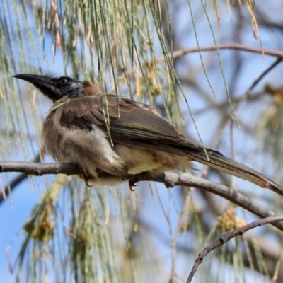 Philemon corniculatus (Noisy Friarbird) at Surfers Paradise, QLD - 20 Dec 2021 by KMcCue