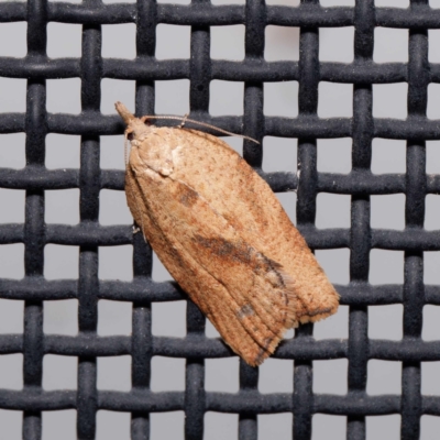 Meritastis laganodes (A Tortrix moth) at Harrison, ACT - 25 Aug 2024 by DPRees125