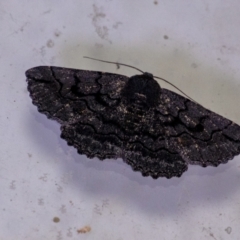 Melanodes anthracitaria (Black Geometrid) at Penrose, NSW - 26 Aug 2024 by Aussiegall