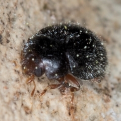 Coccinellidae (family) (Unidentified lady beetle) at Hall, ACT - 28 Aug 2024 by kasiaaus