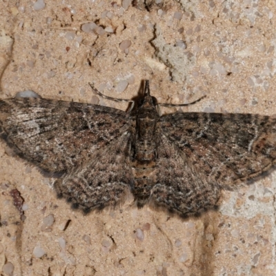 Chloroclystis filata (Filata Moth, Australian Pug Moth) at Harrison, ACT - 25 Aug 2024 by DPRees125