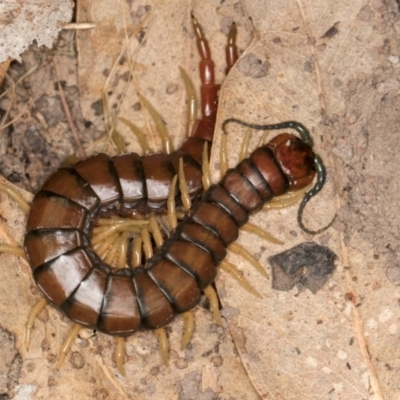 Cormocephalus aurantiipes (Orange-legged Centipede) at Hall, ACT - 28 Aug 2024 by kasiaaus