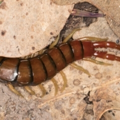 Cormocephalus aurantiipes at Hall, ACT - 28 Aug 2024 01:50 PM