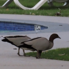 Chenonetta jubata (Australian Wood Duck) at Budgewoi, NSW - 28 Aug 2024 by lbradley