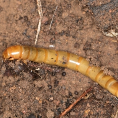 Tenebrionidae (family) (Darkling beetle) at Hall, ACT - 28 Aug 2024 by kasiaaus