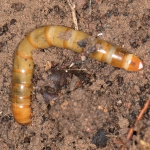 Tenebrionidae (family) at Hall, ACT - 28 Aug 2024