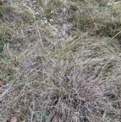 Themeda triandra (Kangaroo Grass) at Belconnen, ACT - 10 Aug 2024 by JohnGiacon