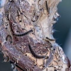 Panacela sp. (Bag Shelter Moth) at Penrose, NSW - 24 Aug 2024 by Aussiegall