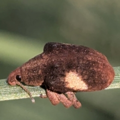 Gonipterus pulverulentus (Eucalyptus weevil) at Acton, ACT - 28 Aug 2024 by HelenCross