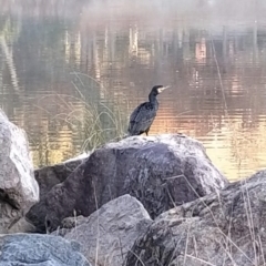 Phalacrocorax carbo (Great Cormorant) at Fadden, ACT - 22 Aug 2024 by KumikoCallaway