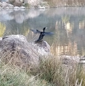 Phalacrocorax carbo at Fadden, ACT - 23 Aug 2024